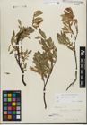 Foto von Salix kitaibeliana Willd.